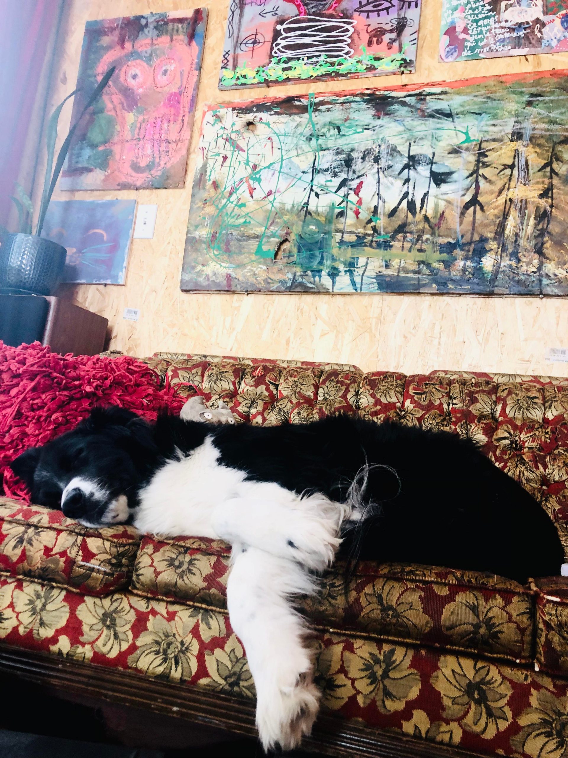 Le compagnon canin de Valérie dort sur un divan vieillot. Sur le mur derrière lui, plusieurs œuvres colorés trônes. 